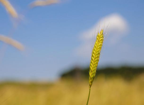 Einkorn ist reich an Lutein (Foto: 123RF/Simeon) Einkorn