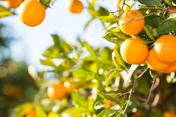 Orangen (Foto: Fotolia) Orangen