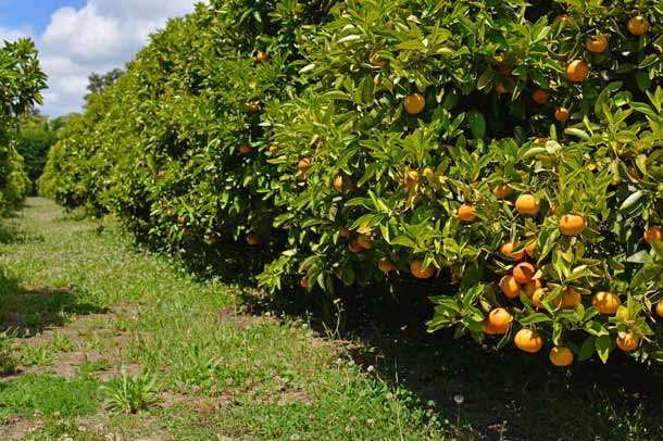 Orangenbäume (Foto: 123RF/N. Spiers) Orangenbäume