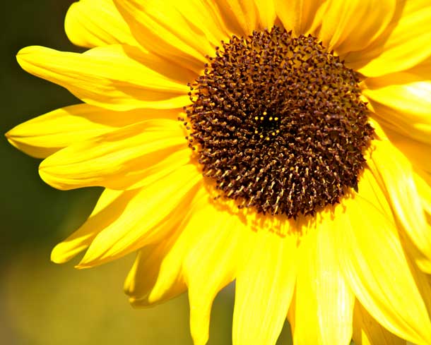 Sonnenblume Sonnenblume