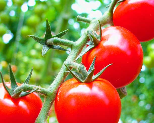Tomaten am Strauch (Bild: A.Vogel) Tomaten