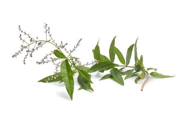 Propriétés de la verveine citronnelle Propriétés de la verveine citronnelle