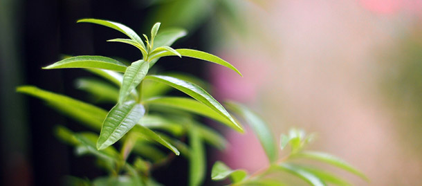 verveine odorante vivace verveine odorante vivace