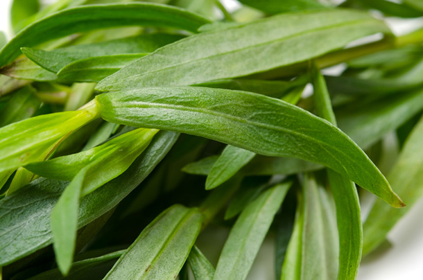Estragon ist auch ein Heilkraut (Foto: Dreamstime)