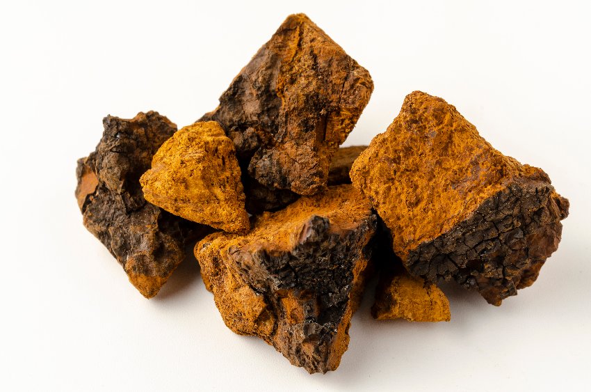 Chaga Pilz (Foto: 123RF, ivanovanton)