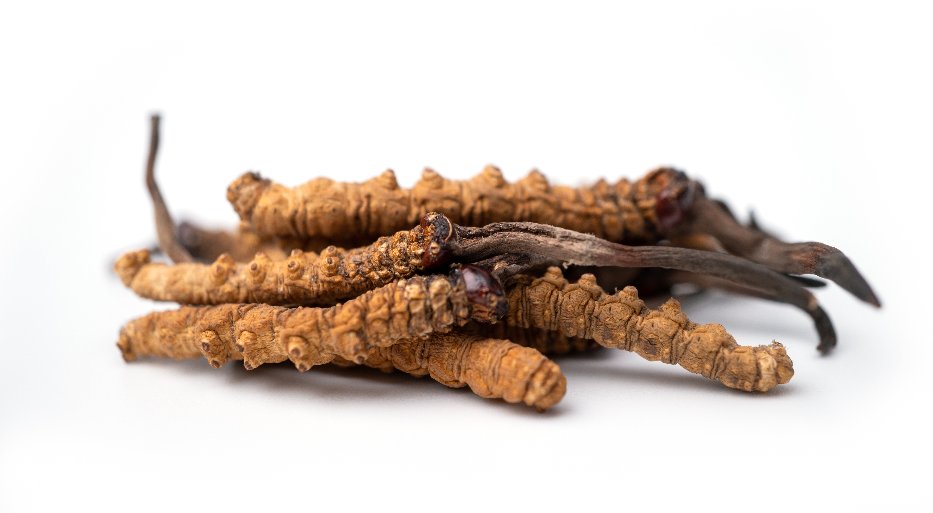 Cordyceps Pilz (Foto: 123RF, prot56)