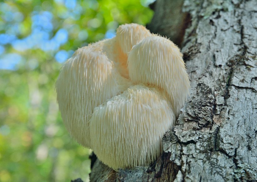Hericum Pilz (Foto: 123RF, kirsanovv)