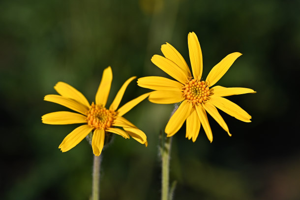 Arnika zwei Arnikablüten
