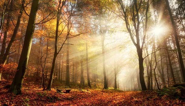 Regelmässige Aufenthalte im Wald sind gesund (Foto: Fotolia) Wald Herbst