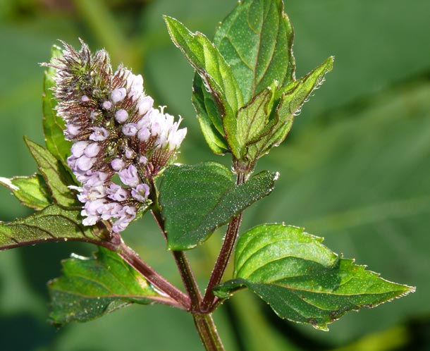 Pfefferminze hilft gegen Kopfschmerzen (Foto: Bioforce AG) Pfefferminze
