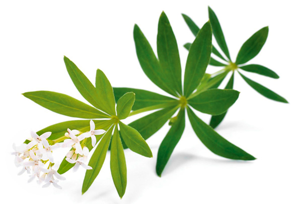 Waldmeister (Foto: 123RF/C. Jung) Waldmeister