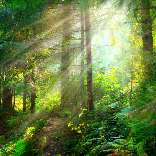 Artenreiche Wälder auch besser fürs Klima (Foto: 123RF/subbotina) wald