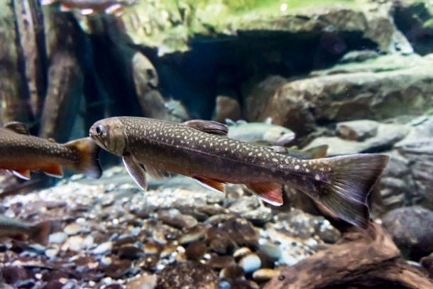 Forscher beobachteten eine rückläufige Fortpflanzungsfähigkeit bei Wassertieren wie Fischen und Fischottern, Süsswasserschnecken und Wasservögeln. (Foto: 123RF, Ewastudio) Weniger Forellen in Bächen und Flüssen: Auch eine Folge von hohen Östrogenkonzentrationen in den Gewässern.