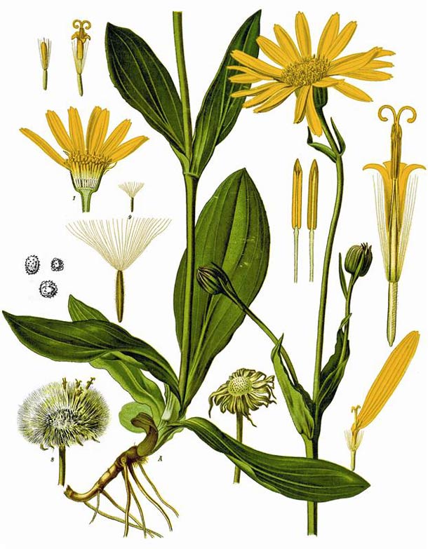 Arnika: Botanische Merkmale (Foto: WikimediaCommons/Koehlers) Arnika: Botanische Merkmale
