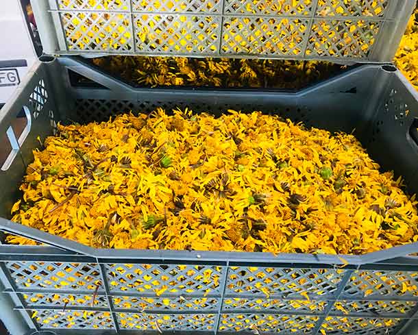 Arnika (Arnica montana) Anlieferung