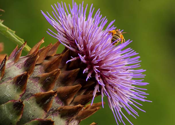 Artischocke (panthermedia) Artischocke Blüte