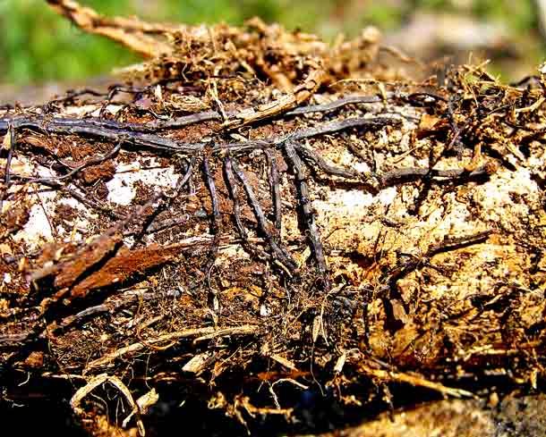 Baumpilz Rhizom Baumpilz Rhizom