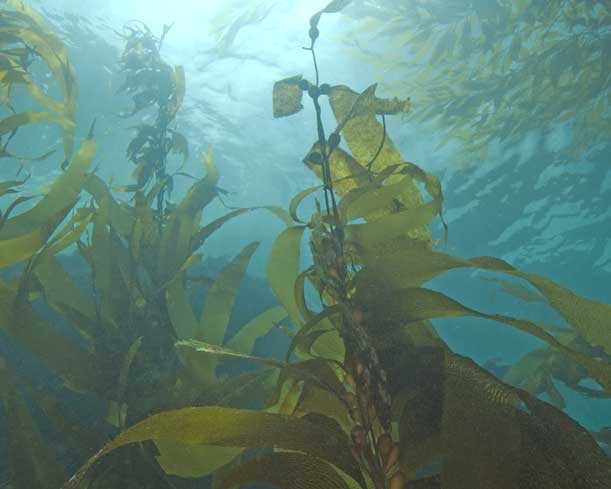 Kelp Algen im Ozean (Bild: fotolia) Kelp