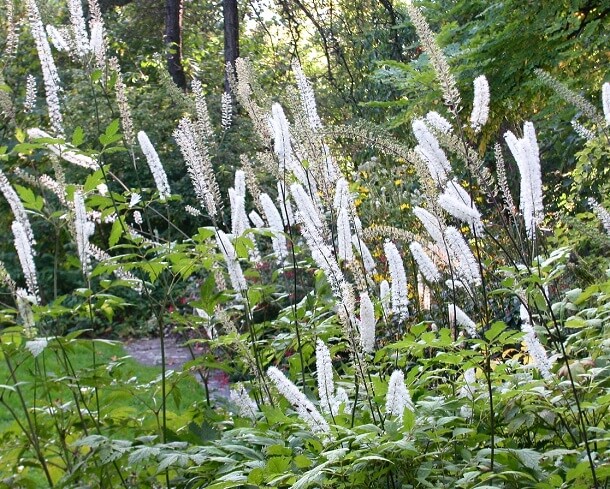 Cimicifuga Racemosa Traubensilberkerze Cimicifuga Racemosa Traubensilberkerze